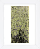 Lily Pond III (Framed) -  Erin Clark - McGaw Graphics