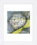Antique Bloom (Framed) -  Erin Clark - McGaw Graphics