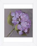 Purple Hydrangea (Framed) -  Erin Clark - McGaw Graphics