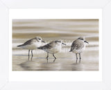 Sanderlings (Framed) -  Richard Clifton - McGaw Graphics