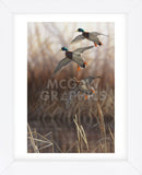 Whisper Wind and Wing - Mallards (Framed) -  Richard Clifton - McGaw Graphics