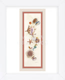 Seashell Island  (Framed) -  Lisa Danielle - McGaw Graphics