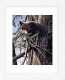 Out on a Limb (Framed) -  Kevin Daniel - McGaw Graphics