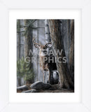 Solitary Buck (Framed) -  Kevin Daniel - McGaw Graphics