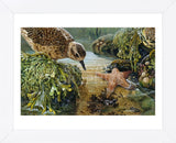 Tidal Pool Plover (Framed) -  John Dawson - McGaw Graphics