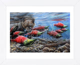 The Last Run - Sockeye Salmon (Framed) -  Kevin Daniel - McGaw Graphics