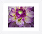 Royal Bloom (Framed) -  Dennis Frates - McGaw Graphics