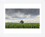 Standing Strong (Framed) -  Trent Foltz - McGaw Graphics