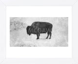 Buffalo (Framed) -  Trent Foltz - McGaw Graphics