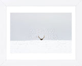 Elk (Framed) -  Trent Foltz - McGaw Graphics