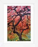 Autumn Patriarch (Framed) -  Dennis Frates - McGaw Graphics
