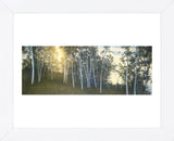 Hillside Birches  (Framed) -  Elissa Gore - McGaw Graphics