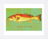 Red Drum  (Framed) -  John W. Golden - McGaw Graphics