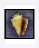Fighting Conch (Framed) -  John W. Golden - McGaw Graphics