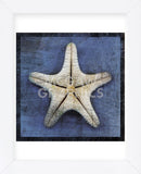 Armored Starfish Underside (Framed) -  John W. Golden - McGaw Graphics