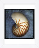 Nautilus (Framed) -  John W. Golden - McGaw Graphics