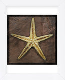 Starfish (Framed) -  John W. Golden - McGaw Graphics