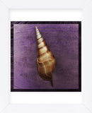 Tibia Shell (Framed) -  John W. Golden - McGaw Graphics