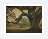 Two Oaks in Rain, Audubon Gardens (Framed) -  William Guion - McGaw Graphics