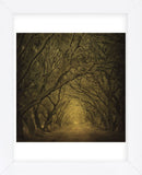 Evergreen Oak Alley (vertical view) (Framed) -  William Guion - McGaw Graphics