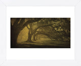 Oak Alley Morning Shadows (Framed) -  William Guion - McGaw Graphics