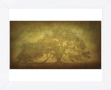 St. Joe Plantation Oak in Fog 3 (Framed) -  William Guion - McGaw Graphics