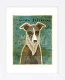 Italian Greyhound (White & Grey) (Framed) -  John W. Golden - McGaw Graphics