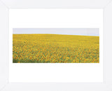 Sunflower Panorama (Framed) -  Stephen Gassman - McGaw Graphics