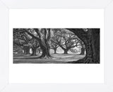 Oak Alley West Row (Framed) -  William Guion - McGaw Graphics