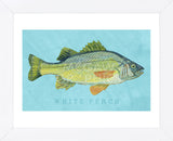 White Perch (Framed) -  John W. Golden - McGaw Graphics