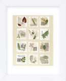 Surrey Garden Fragments  (Framed) -  Annabel Hewitt - McGaw Graphics