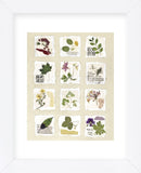 Kent Garden Fragments  (Framed) -  Annabel Hewitt - McGaw Graphics