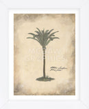 Fibres Palm  (Framed) -  Annabel Hewitt - McGaw Graphics