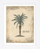 African Oil Palm (Framed) -  Annabel Hewitt - McGaw Graphics