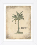 Plantain Palm  (Framed) -  Annabel Hewitt - McGaw Graphics