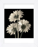 Gerber Daisies 2 (Framed) -  Michael Harrison - McGaw Graphics