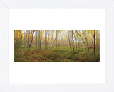 Birch Forest Panorama (Framed) -  Michael Hudson - McGaw Graphics