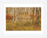 Autumn Aspens (Framed) -  Michael Hudson - McGaw Graphics