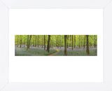 Bluebell Woods Panorama (Framed) -  Michael Hudson - McGaw Graphics