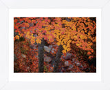 Suspended Maple Leaves (Framed) -  Michael Hudson - McGaw Graphics