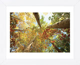 Forest Canopy (Framed) -  Michael Hudson - McGaw Graphics