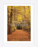 Autumn Path (Framed) -  Michael Hudson - McGaw Graphics