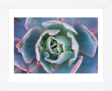 Echeveria Afterglow (Framed) -  Michael Hudson - McGaw Graphics