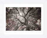 Ethereal Tree (Framed) -  Michael Hudson - McGaw Graphics