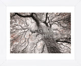 Glowing Tree (Framed) -  Michael Hudson - McGaw Graphics