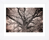 Magnificent Oak (Framed) -  Michael Hudson - McGaw Graphics