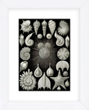 Thalamphora (Framed) -  Ernst Haeckel - McGaw Graphics