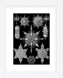 Acanthophracta (Framed) -  Ernst Haeckel - McGaw Graphics