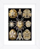 Echinidea (Framed) -  Ernst Haeckel - McGaw Graphics