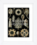 Calcispongiae (Framed) -  Ernst Haeckel - McGaw Graphics